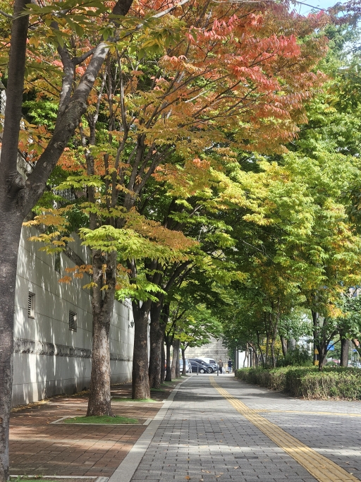 나무로 둘러진 보도